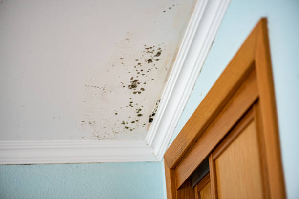 Best Residential Mold Removal  in Helena Valley Northwest, MT
