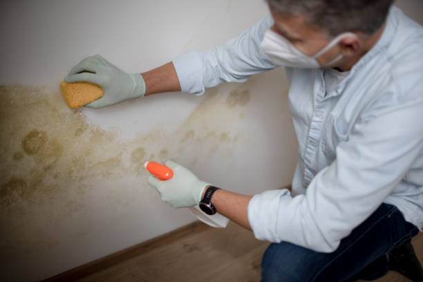 Helena Valley Northwest, MT Mold Removal Company