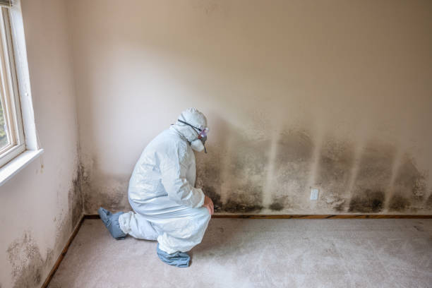 Certified Mold Removal in Helena Valley Northwest, MT