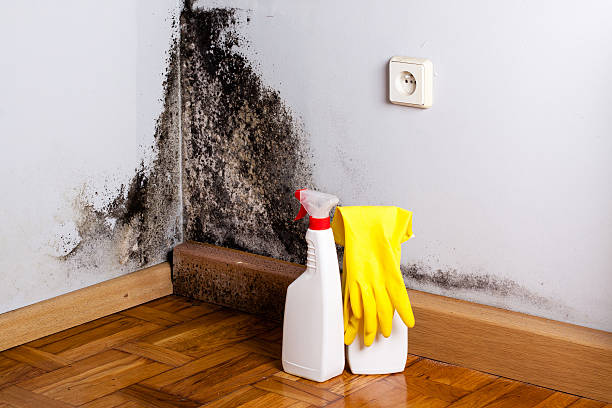 Best Professional Mold Removal  in Helena Valley Northwest, MT