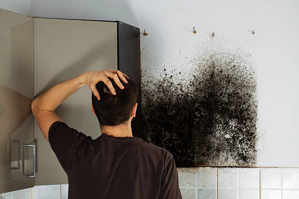 Best Affordable Mold Removal  in Helena Valley Northwest, MT