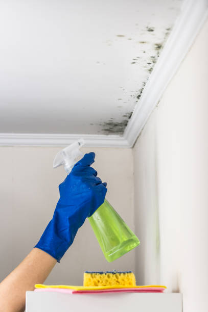 Best Toxic Mold Removal  in Helena Valley Northwest, MT